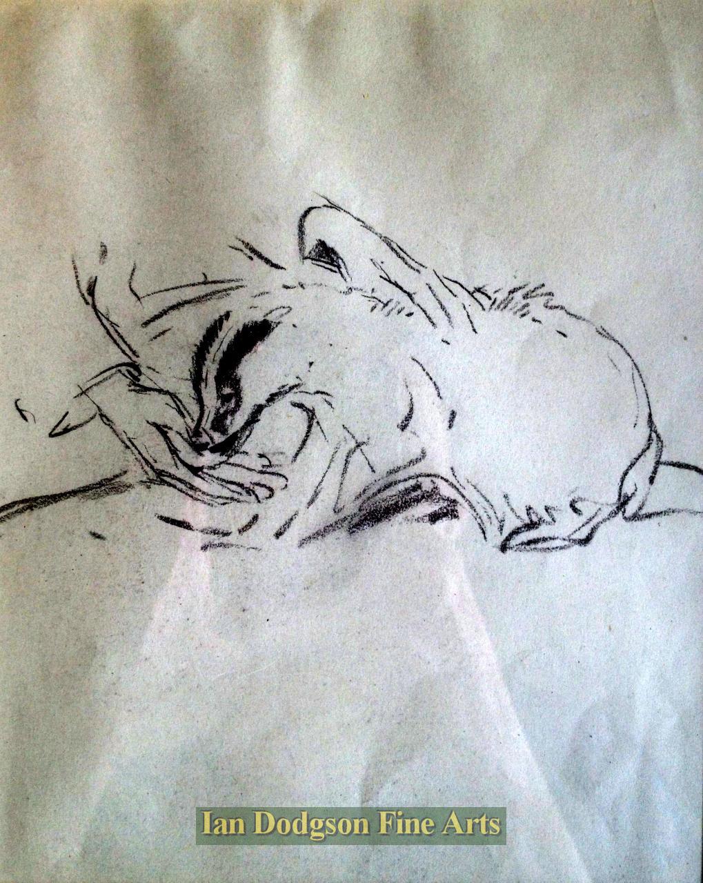 Young Badger being hand fed by Eileen Alice Soper