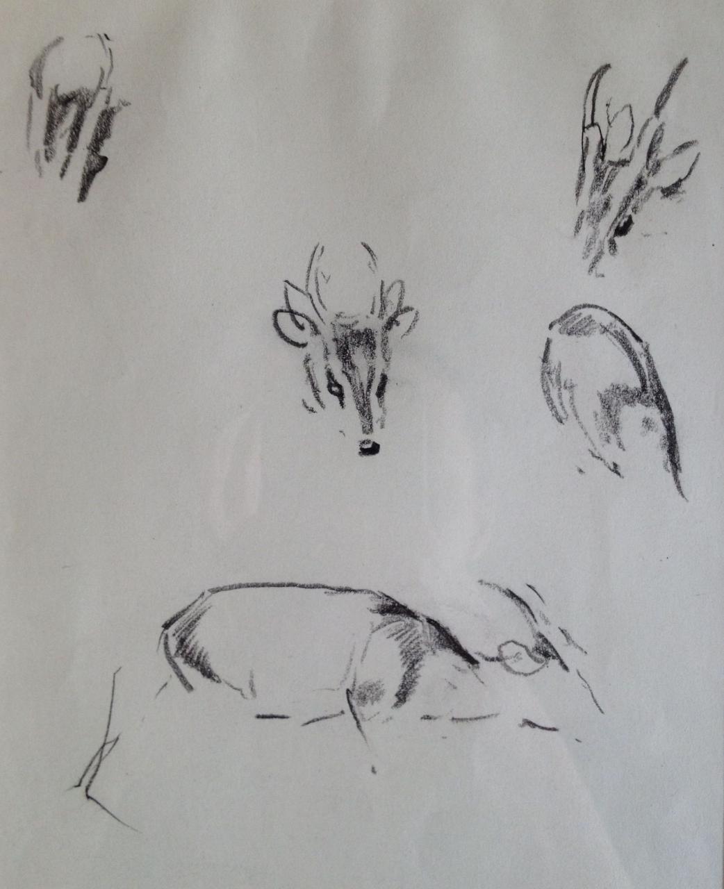 Study of a deer by Eileen Alice Soper RA