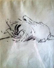 Young Badger being hand fed by Eileen Soper