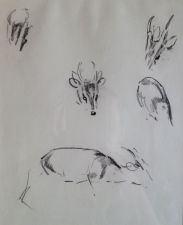 Study of a deer by Eileen Alice Soper
