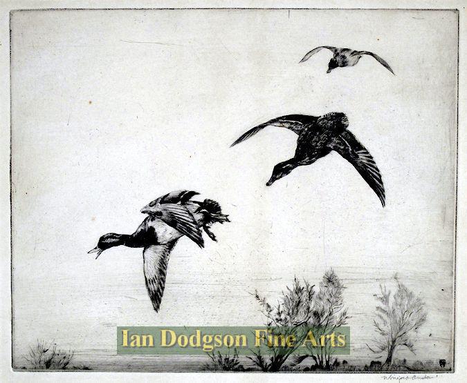 Duck in flight by Winifred Austen
